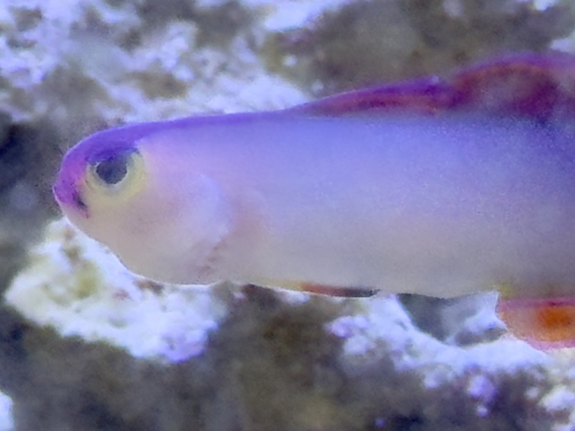 Purple Firefish Disease | Reef2Reef