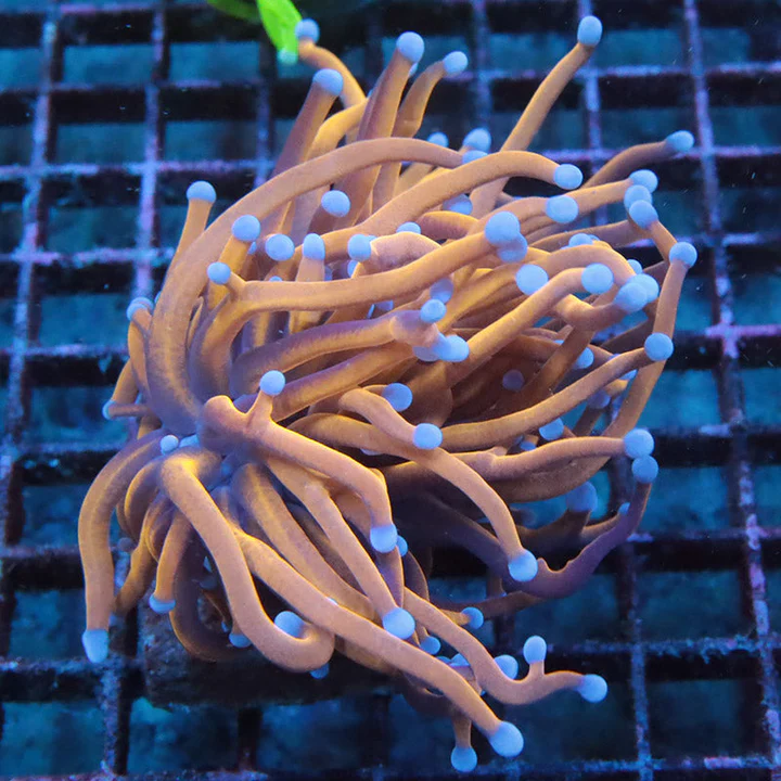 mardi gras reef