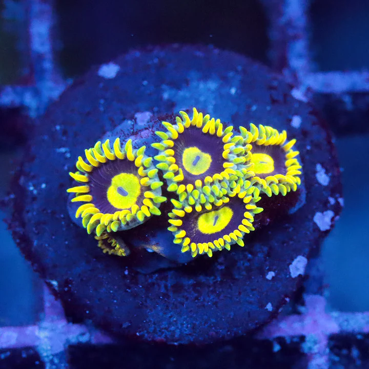 mardi gras reef