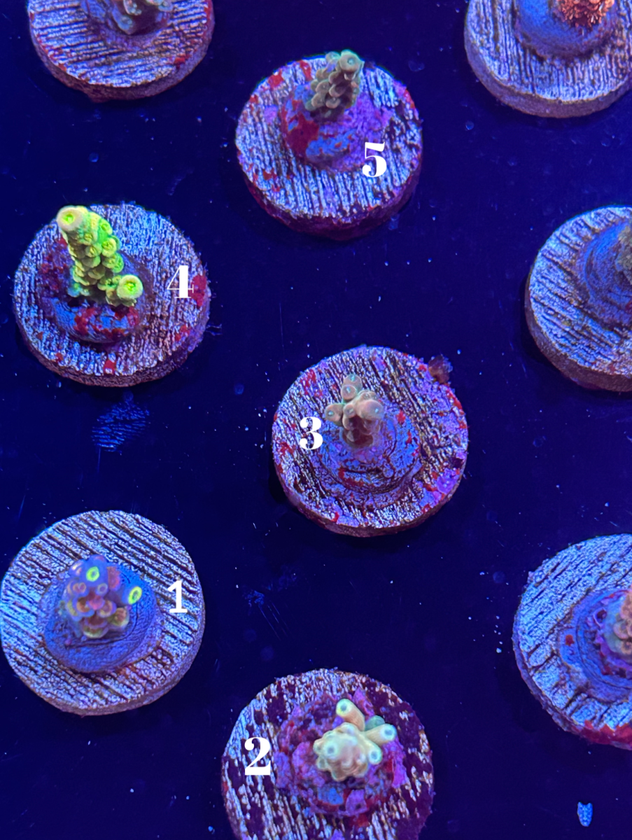 SPONSOR - Camaro Show Corals Official Coral Drop! Tyree Purple monster ...