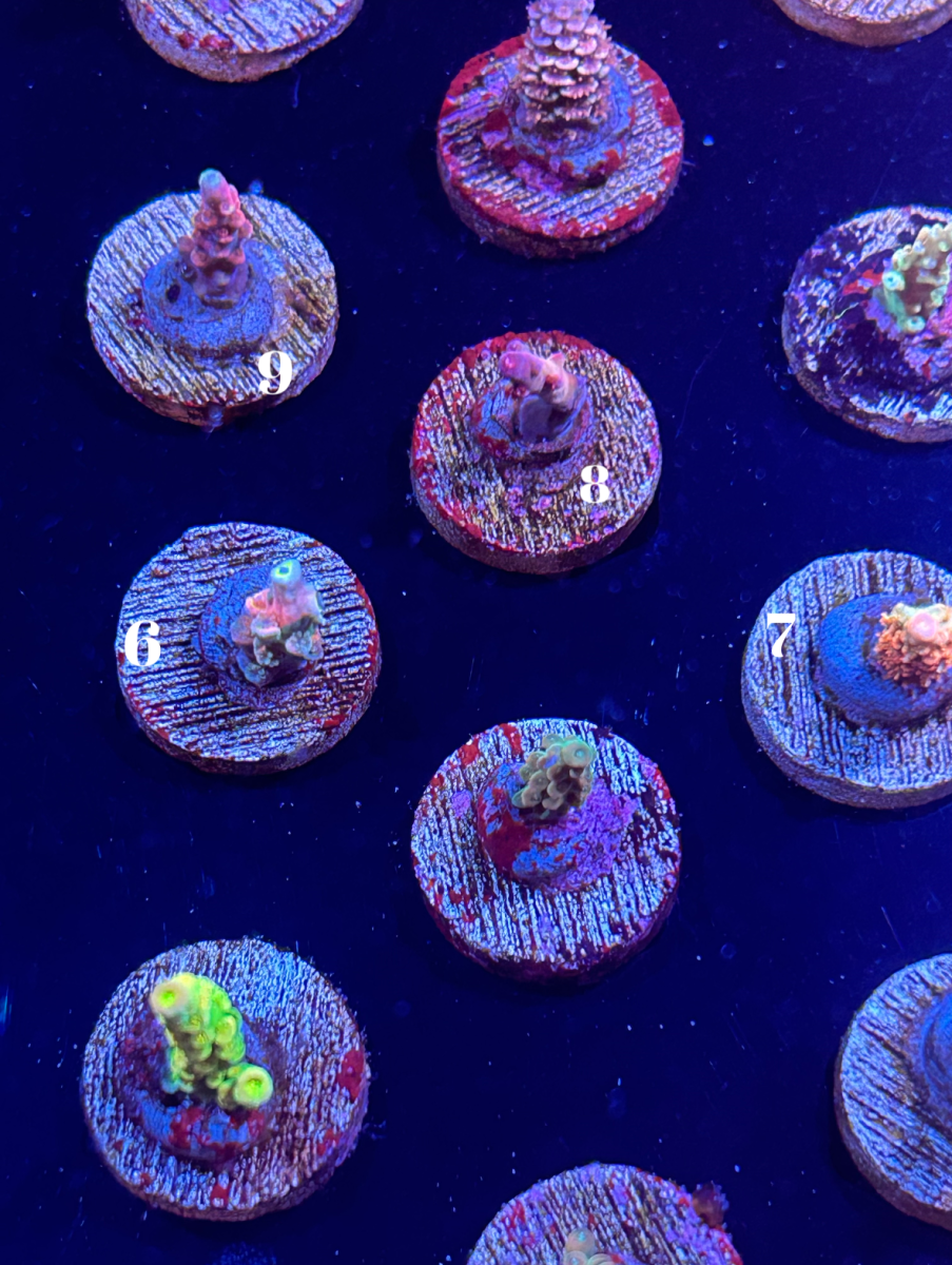 SPONSOR - Camaro Show Corals Official Coral Drop! Tyree Purple monster ...