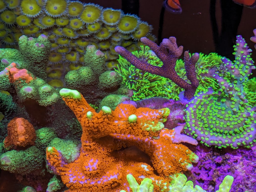 Battling Montipora digitata: win, lose or draw? | Reef2Reef