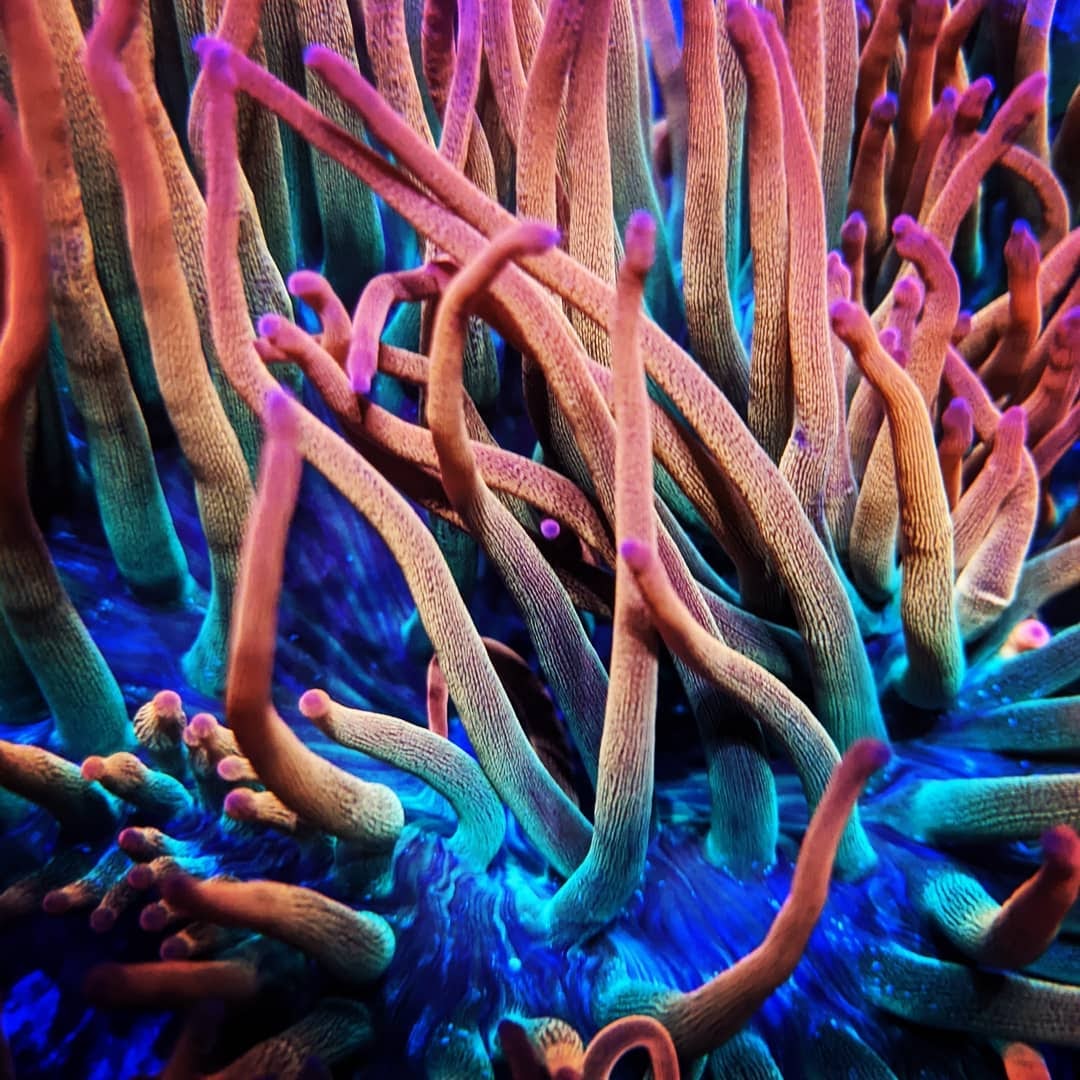 Fully Aquacultured Rainbow Bubbletip Anemones ONLY $99.99!!! CHECK THEM ...