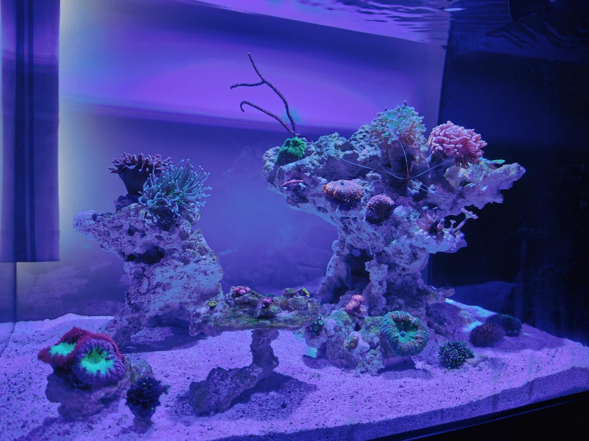 Zoa polyps not opening | Reef2Reef
