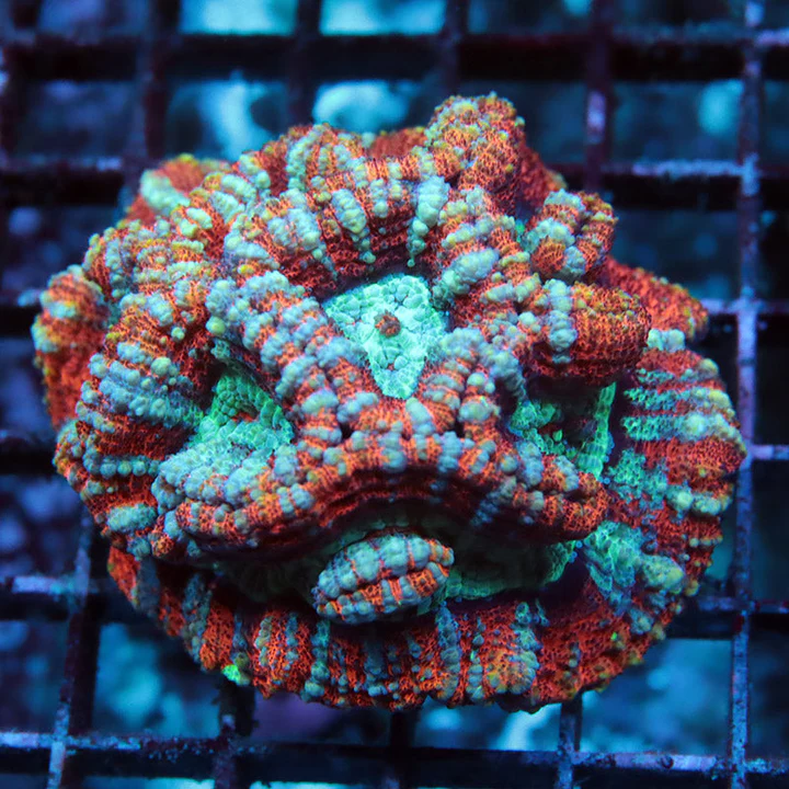 POTO Auction is now live on ReefnBid with POTO Holy Grail Variant, POTO ...
