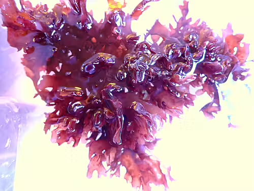 ID on these red algea? | Reef2Reef