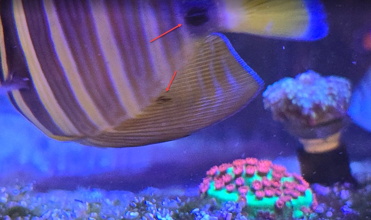 Sudden Large Black Spots on Multiple Fish, Spreading Quick | Reef2Reef
