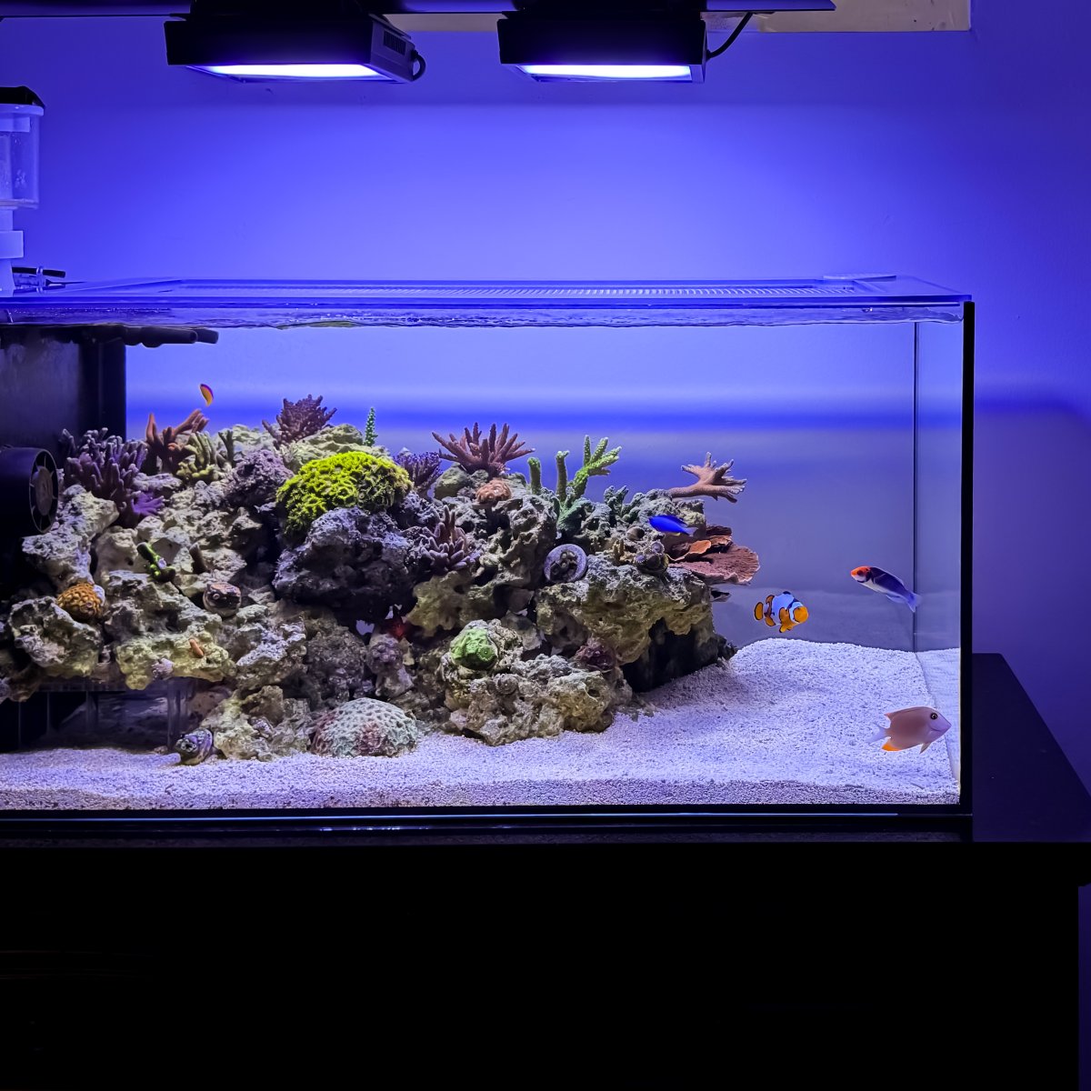One year of Bacteria Powered Growth | Page 7 | Reef2Reef