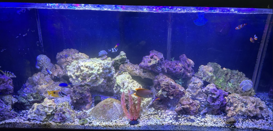 Picture of Algae prevention | Reef2Reef