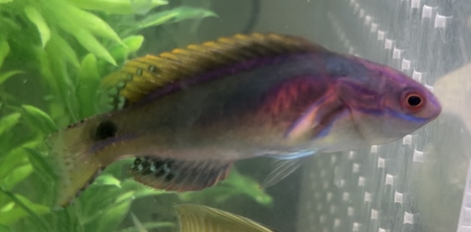 California - Live Goods - PRICE DROPS - Sailfin tang, moyeri leopard ...