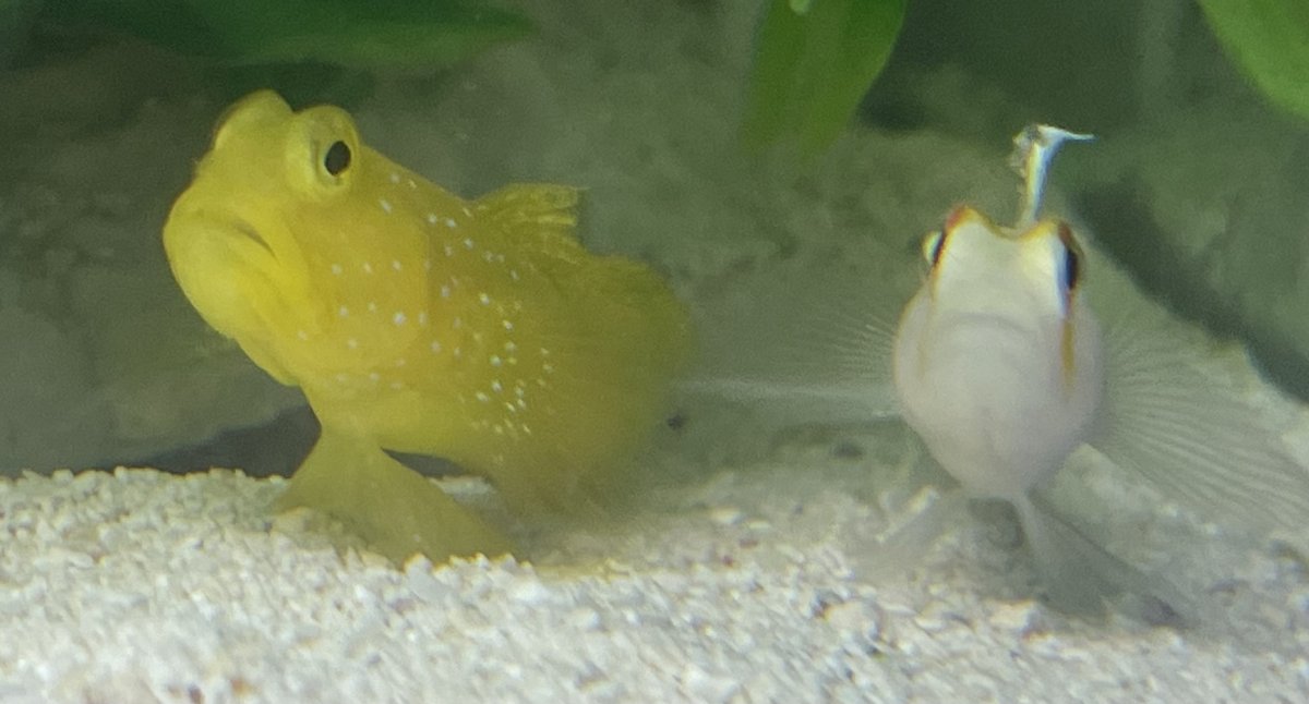 California - Live Goods - PRICE DROPS - Sailfin tang, moyeri leopard ...