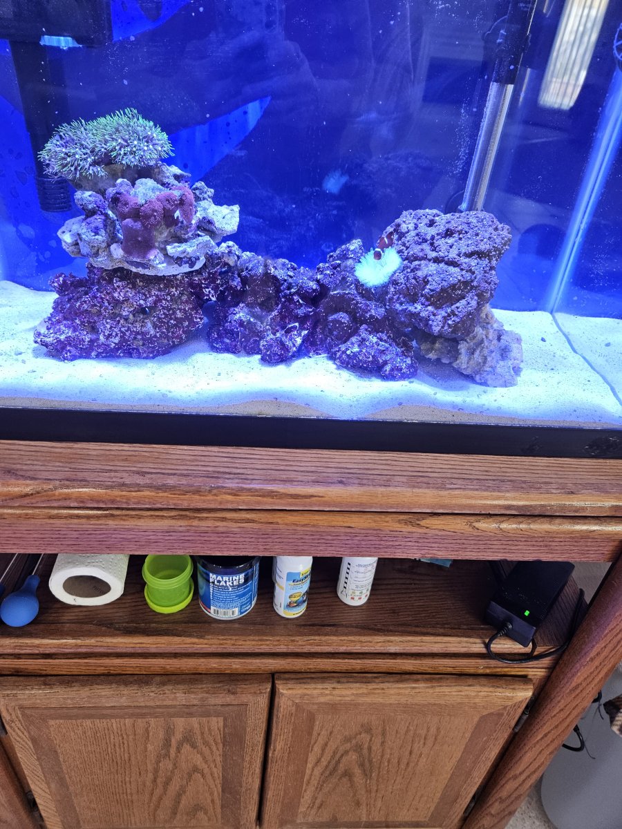 Change aquascape in established tank!!!! | REEF2REEF Saltwater and Reef ...