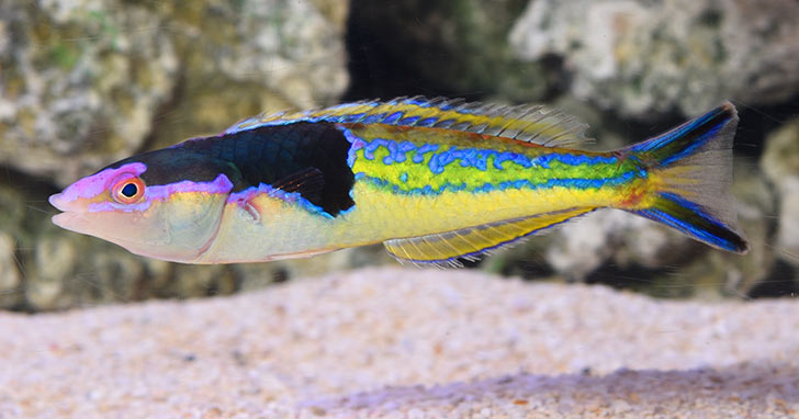 What's THE LAST fish you want to add that will complete your reef tank ...