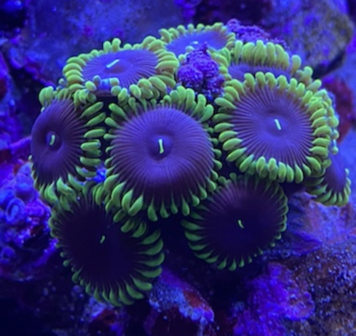 Reef Musing - What's the BEST DEAL you've ever gotten for live goods or ...