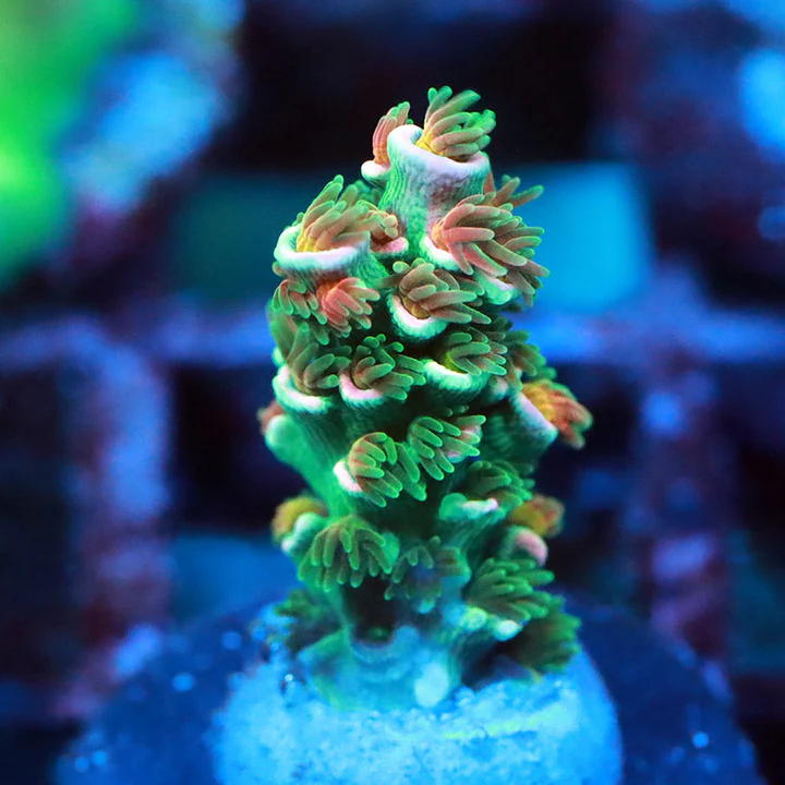 POTO Auction is now live on ReefnBid with POTO Rainbow Indophyllia ...