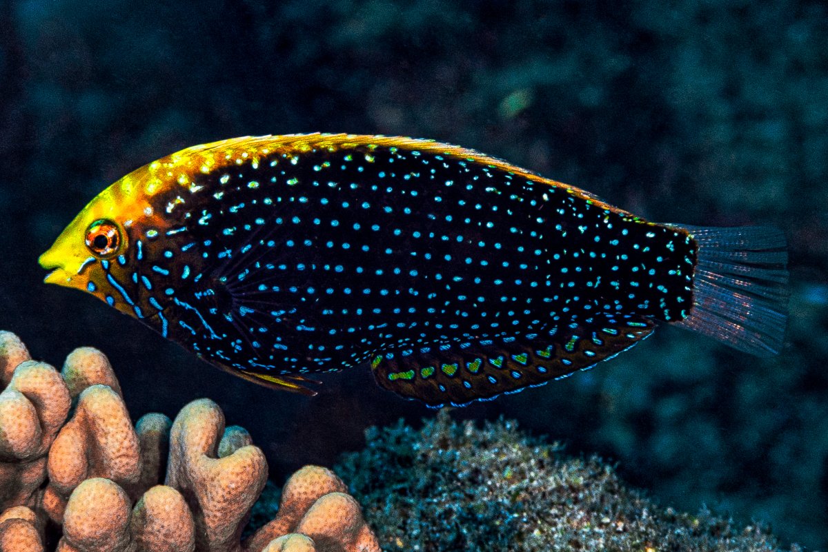 What is your Most desired fish if Hawaii Ban is lifted? | Page 5 ...