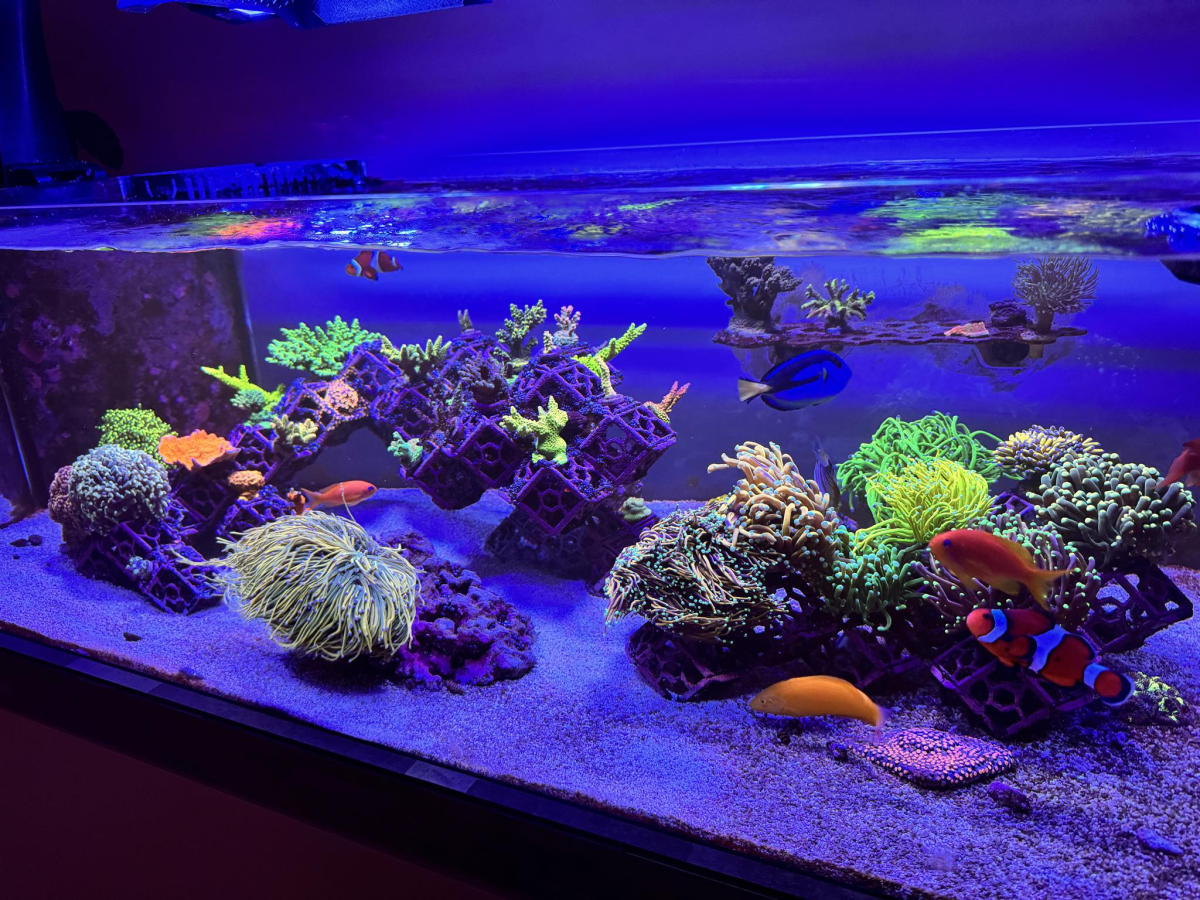 Build Thread - Seapora 80g Rimless Mixed Reef Build (The Many ...