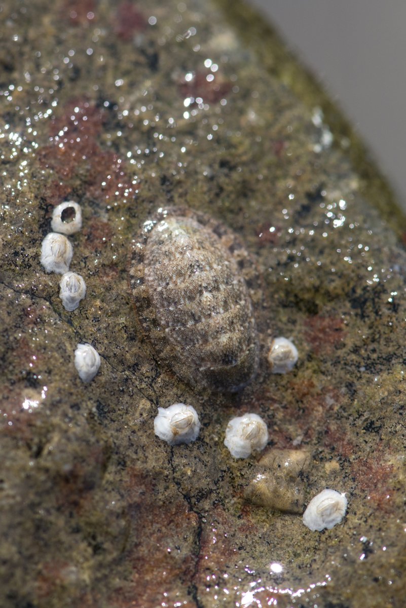 Hard Shells on Coral?? | Reef2Reef