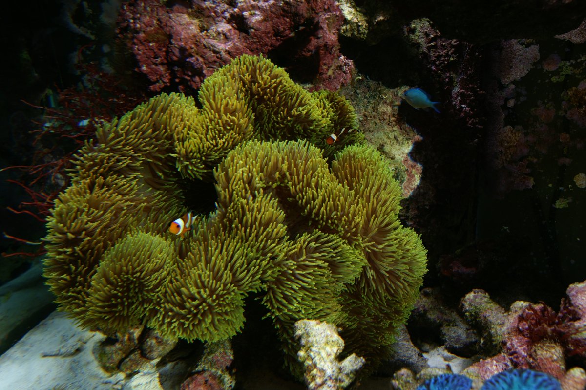 It's Just Not That Simple: Is your Anemone hosting your Clownfish ...