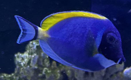 EMERGENCY - Another Ich Thread | Reef2Reef