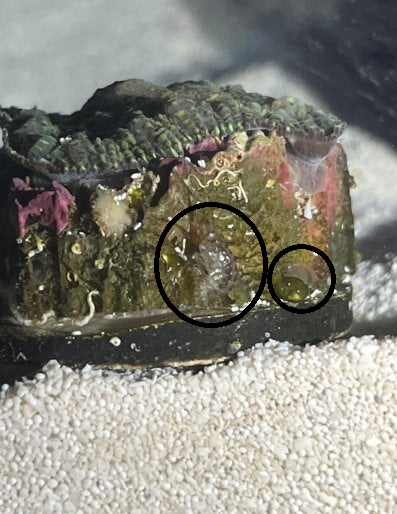 Mushroom critters - need help identifying | Reef2Reef