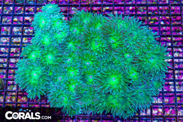 Looking for Duncan large Colony, wanted duncan coral! | Reef2Reef