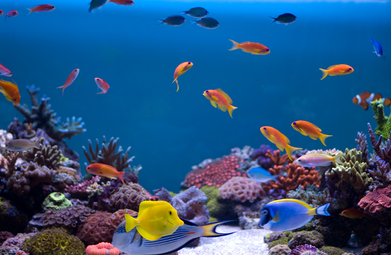 REEF OF THE MONTH - September 2024: SunnyX's Beautiful Bacteria-Powered ...