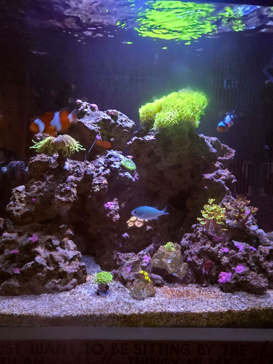 New Biocube 32, First Timer | Reef2Reef