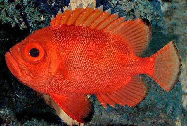 POLL - Have you ever kept a rare or uncommon fish, coral, or invert in ...