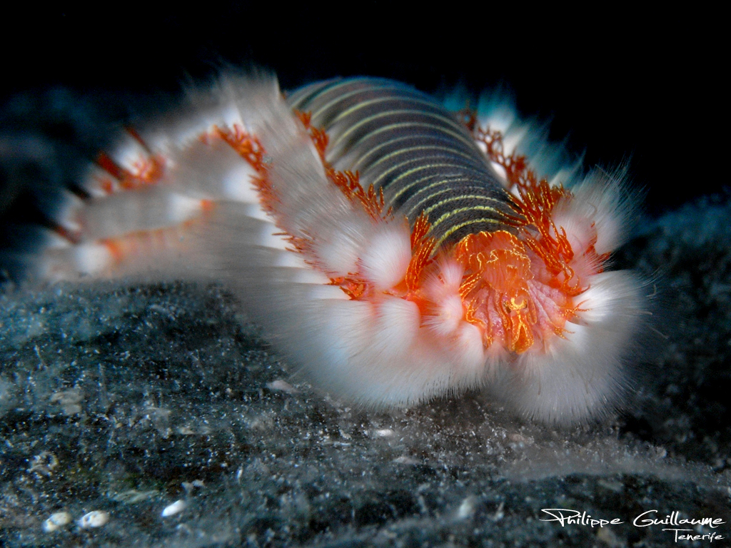 Please ID Large Worm | Reef2Reef