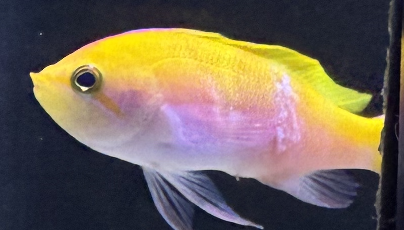 QT emergency with anthias | Reef2Reef