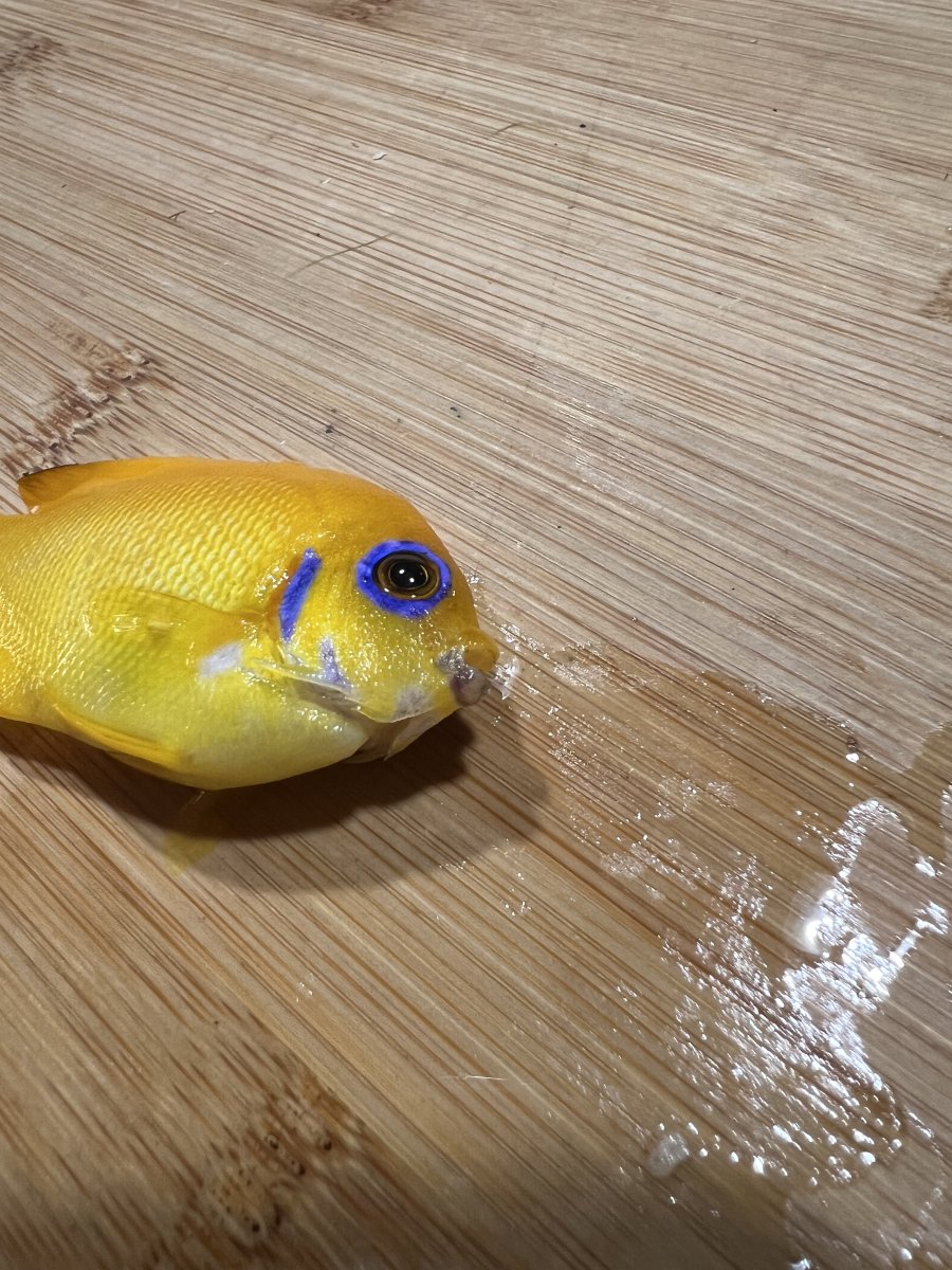 1734204139993.jpeg