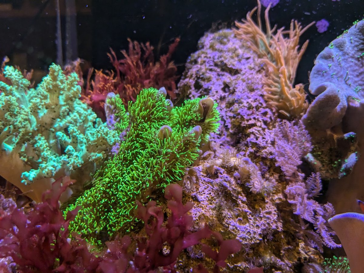 GSP within a 10' radius of your tank? | Page 2 | Reef2Reef