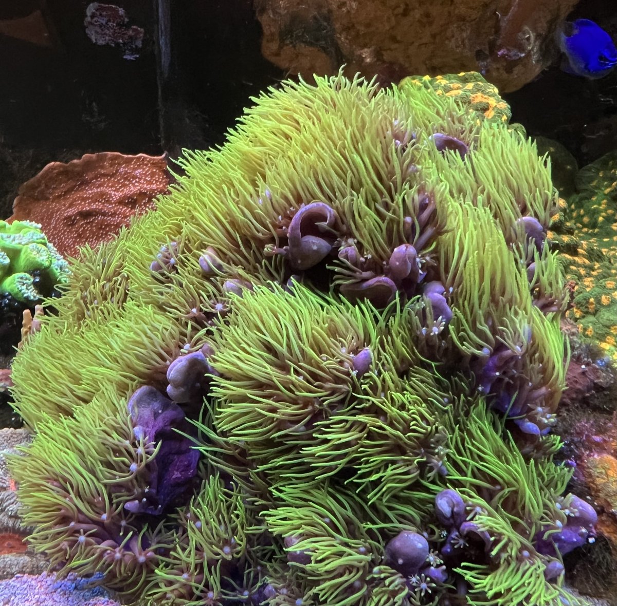 GSP within a 10' radius of your tank? | Page 2 | Reef2Reef