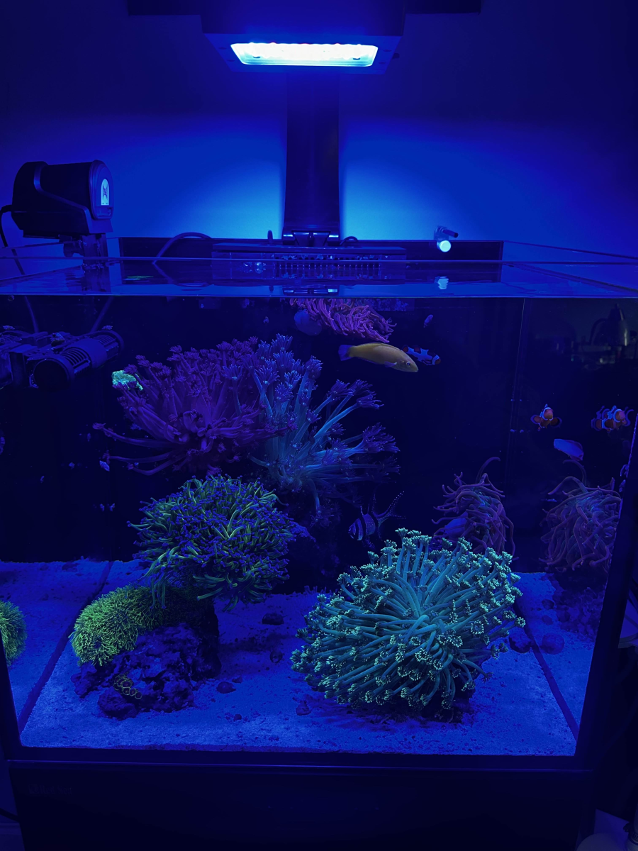 New York - Aquariums - Package Deal - Dry Goods - Red Sea Reefer 170 G2 ...
