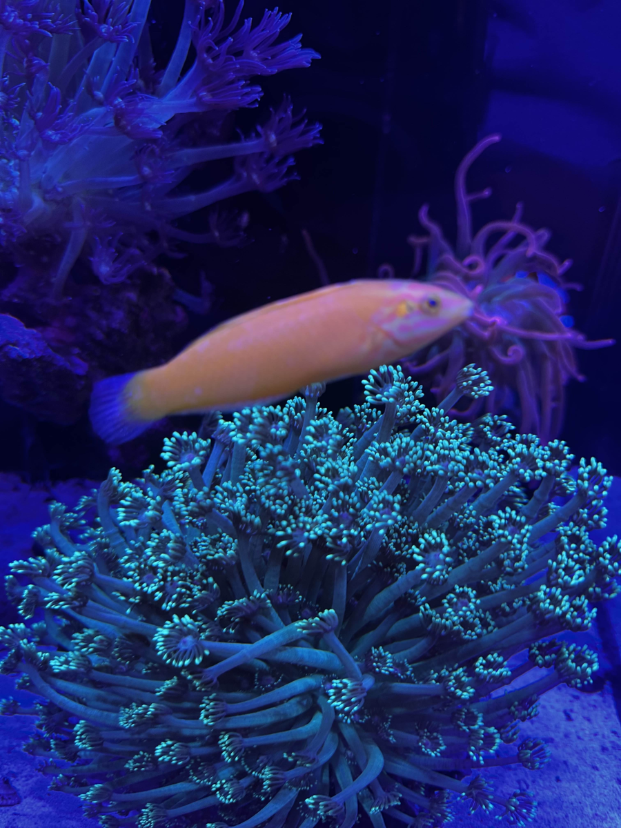 New York - Aquariums - Package Deal - Dry Goods - Red Sea Reefer 170 G2 ...