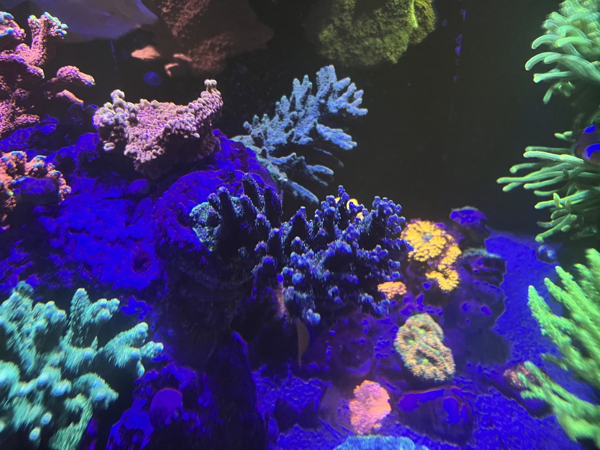 How hard was reefing for you at the start? | Page 2 | Reef2Reef