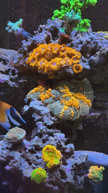1740845292521.jpeg