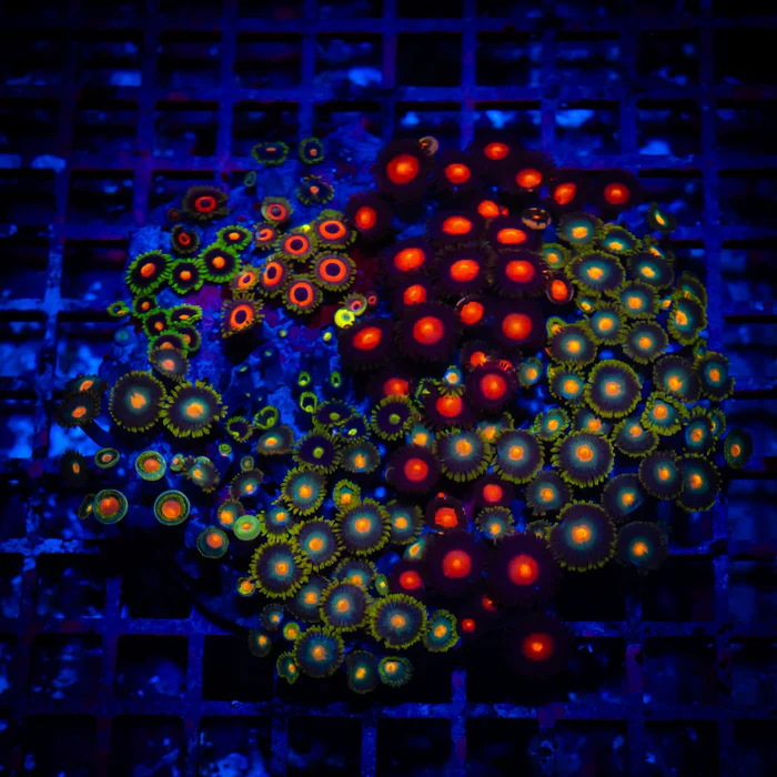 Super Ultra Bright Mix Zoas Colony | Reef2Reef