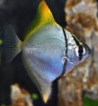 What silver-coloured fish do you have in your aquarium? | Reef2Reef