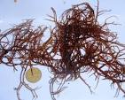 Gracilaria tikvahiae McLachlan (A) – Seaweed of Canada