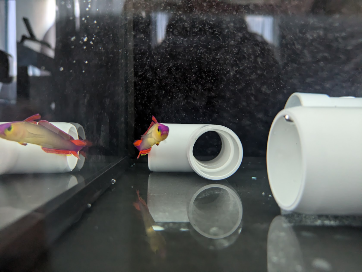 Build Thread - I Miss Hawaii—So I Started a Reef Tank | Reef2Reef