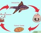 How to Treat Tropical Fish with White Spot Disease (Ich)