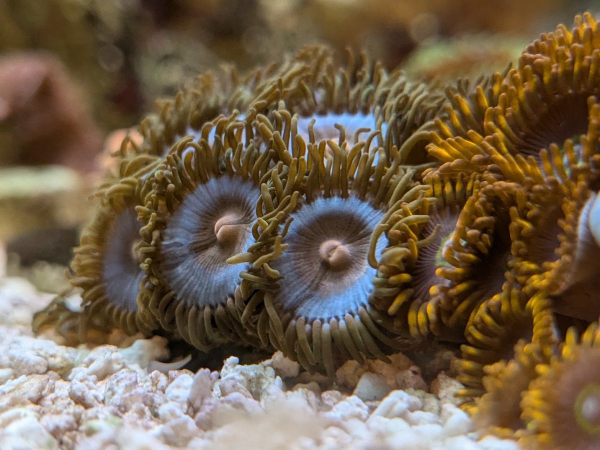 Who has the best looking zoa on here! Share with all of us! | Page 3 ...