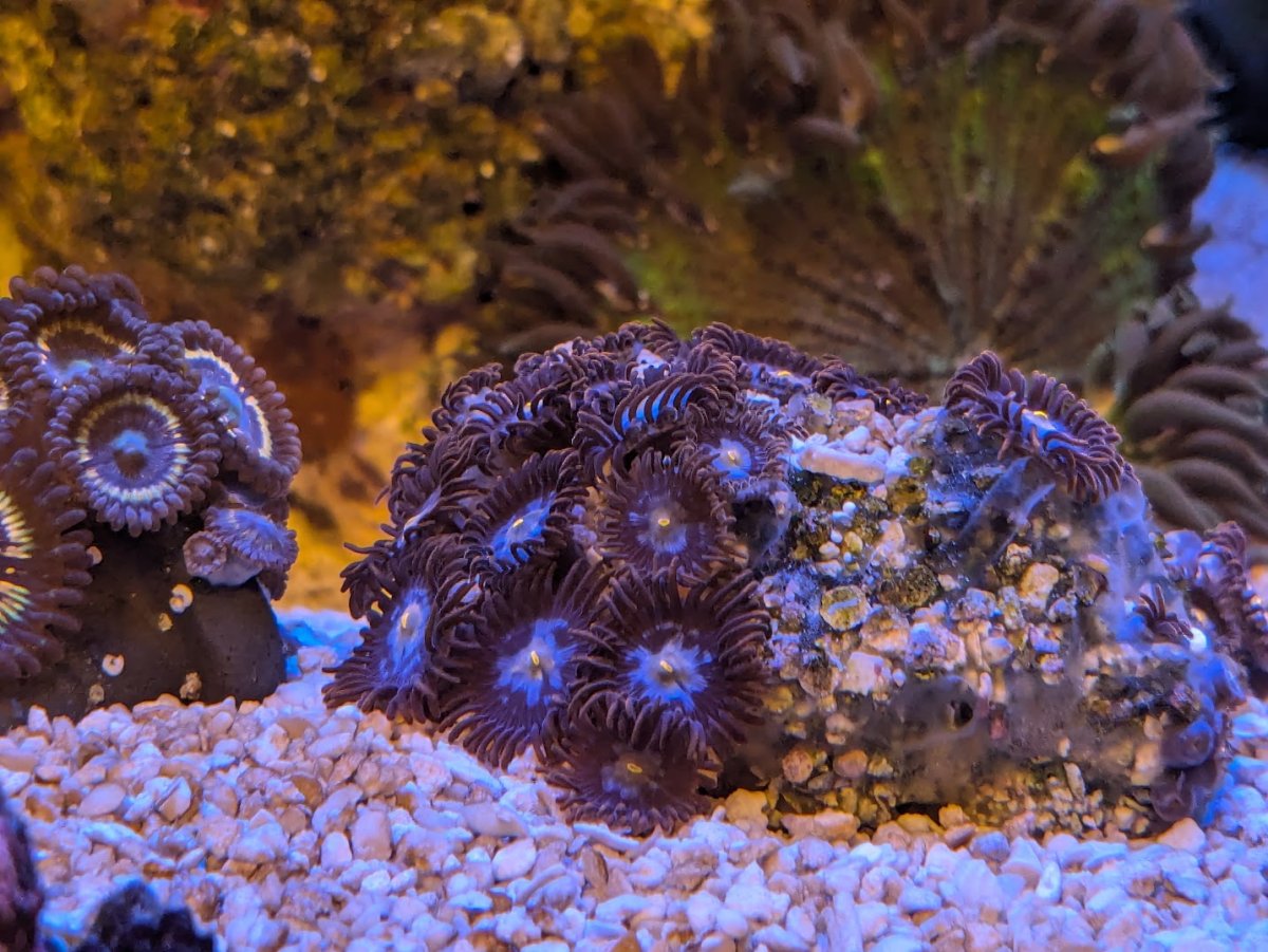 Zoa ID | Reef2Reef
