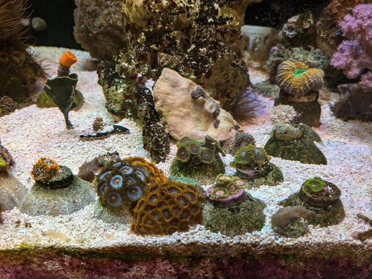 Best color combos for zoa gardening! | Reef2Reef
