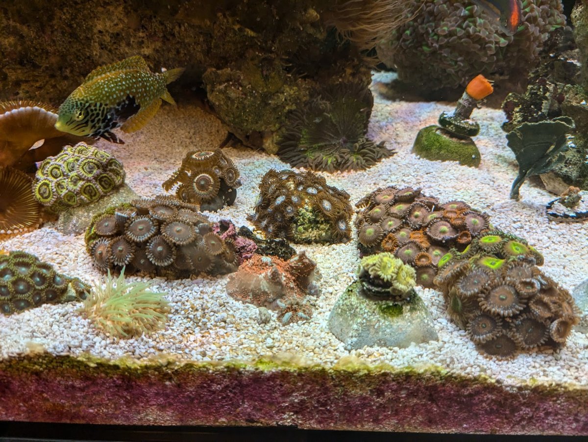 Best color combos for zoa gardening! | Reef2Reef