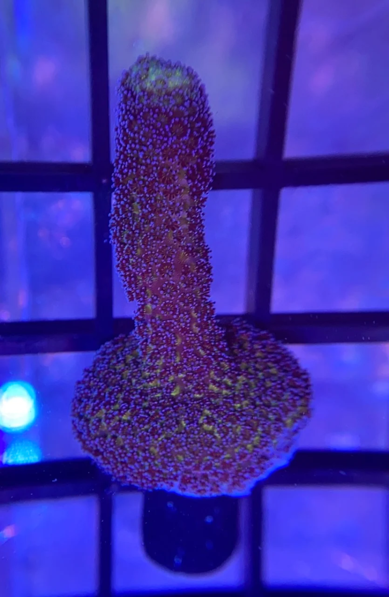 1747942330001.png