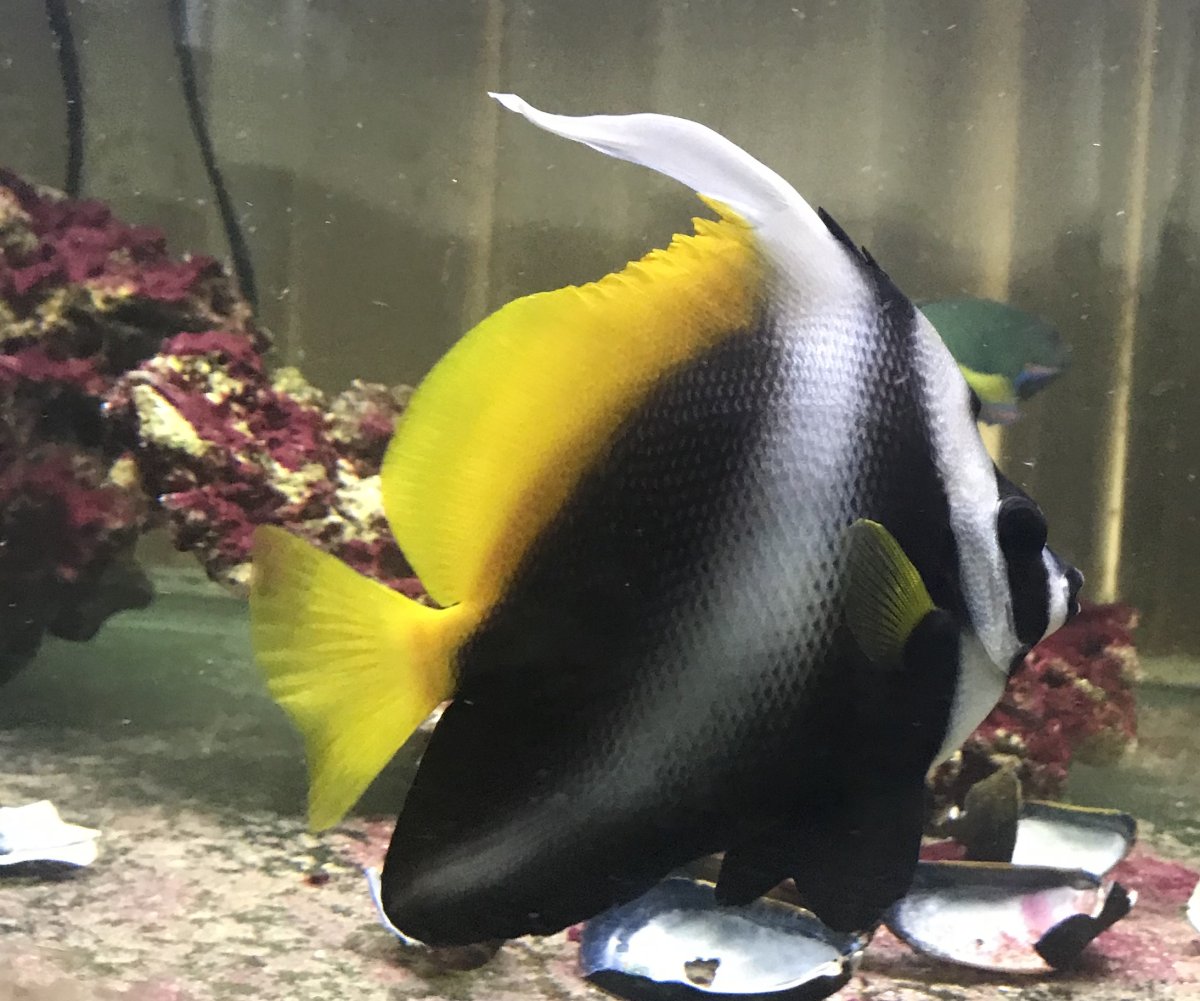 Fish Suggestions | Reef2Reef