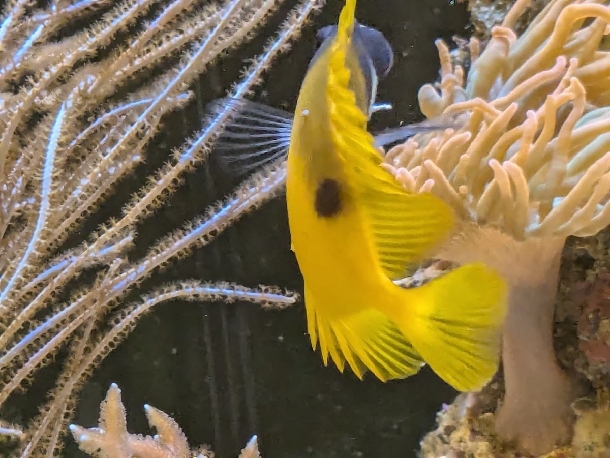 Sand or parasite on foxface? | Reef2Reef